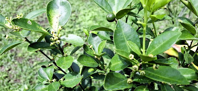 06-philippinen-forum-fruechte-calamansi-02