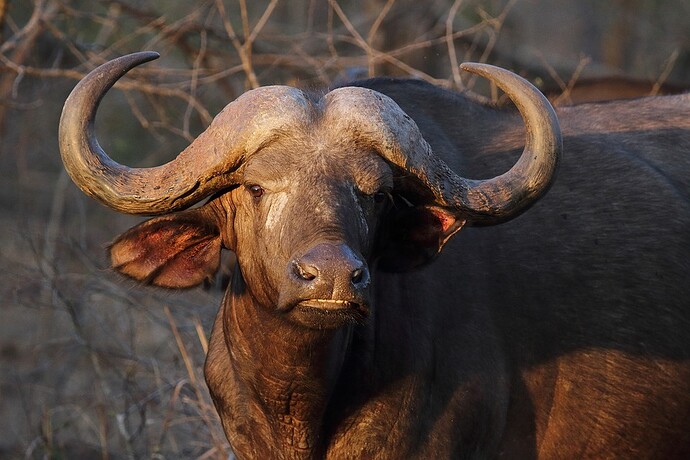 buffalo-5623351_960_720