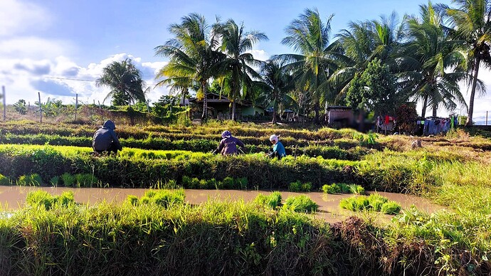 01-philippinen-forum-unterwegs-negros-reisfelder-05
