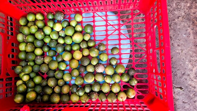 06-philippinen-forum-fruechte-calamansi-06