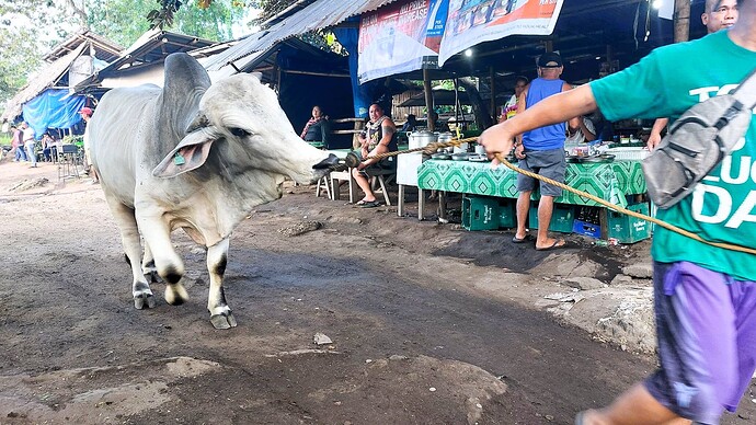 24-06-2025-philippinen-forum-allgemein-viehmarkt-03