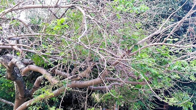 02-philippinen-forum-fruechte-singuelas-02