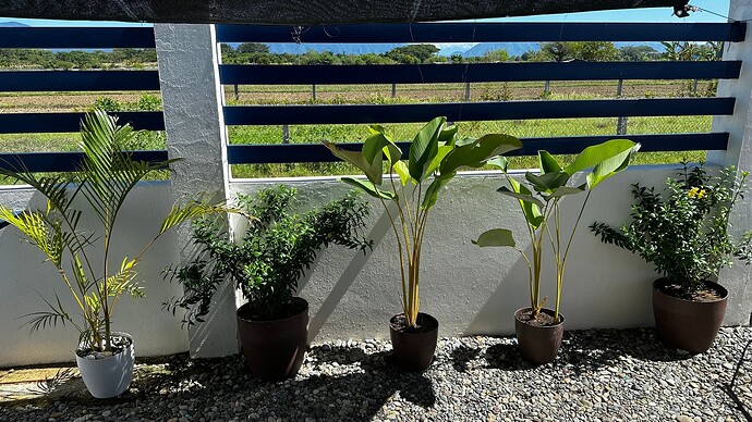 Palmen, Calathea Lutea und 'Yellow bells'