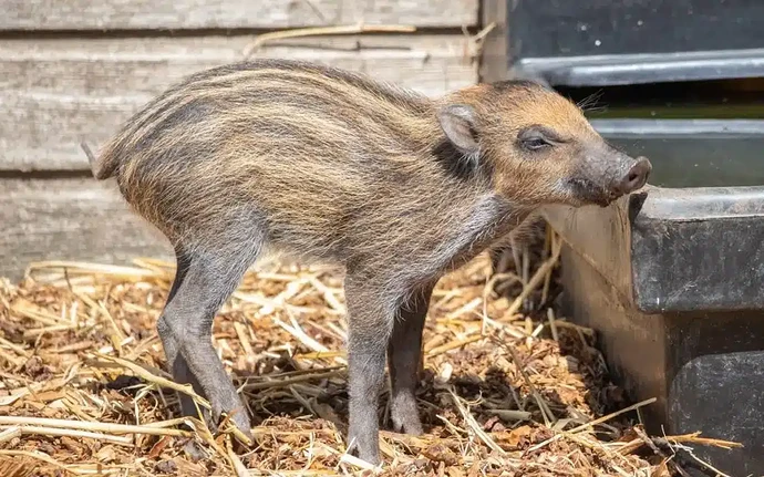 26-philippinen-forum-tiere-visayan-warzenschwein-02