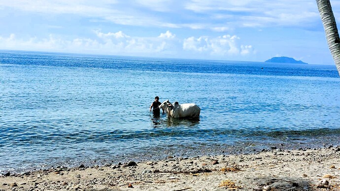 30-philippinen-forum-expats-daheim-rind-02