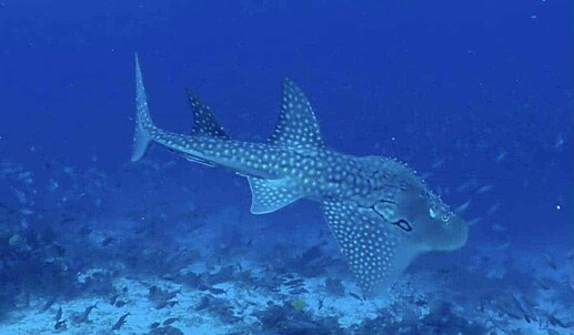 09-29-Bowmouth-Guitarfish-1536x1364