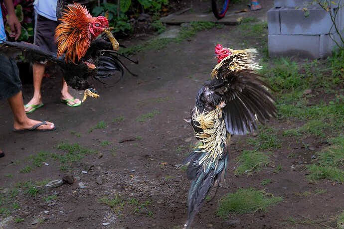 12_04_16Clamiguin000108-Bearbeitet