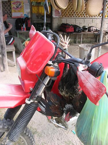 chicken transport