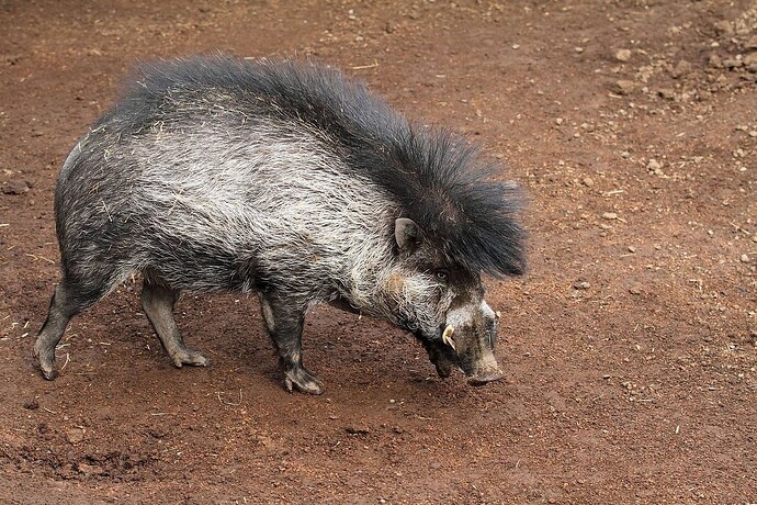 26-philippinen-forum-tiere-visayan-warzenschwein-03