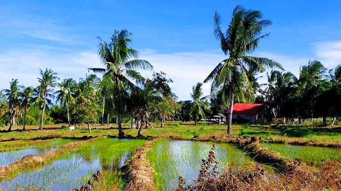 01-philippinen-forum-unterwegs-negros-reisfelder-00