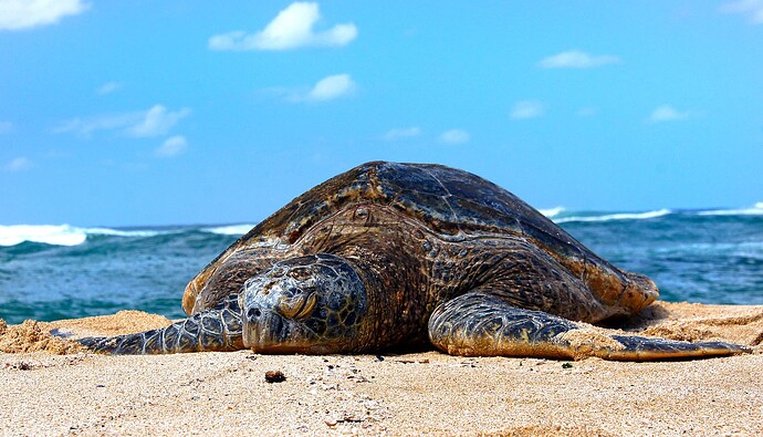 Green_Sea_Turtle._(17219615561)