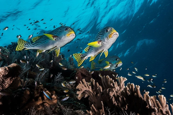 tubbataha-reef-philippines05
