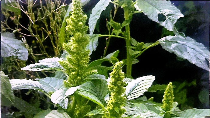 28-philippinen-forum-gemuese-kulitis-01