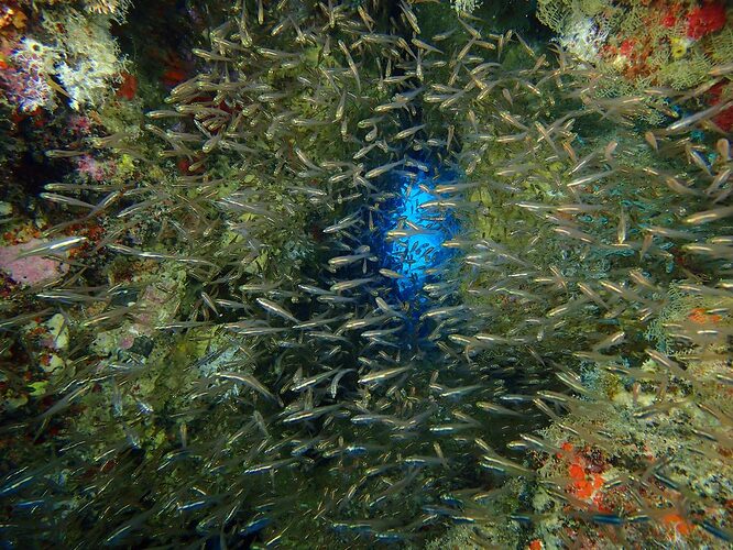 Apo-Reef-08-1024x768