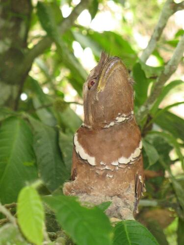 frogmouth02.JPG
