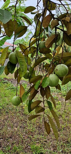 250220-Makato Garden Fruits Star-Apple Tree