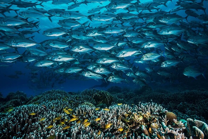 tubbataha-reef-philippines02