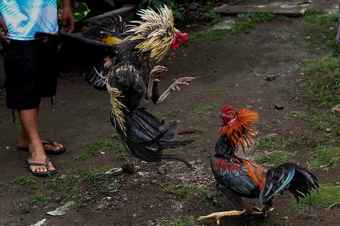 12_04_16Clamiguin000053-Bearbeitet