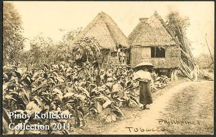 25-philippinen-forum-taegliche-geschichte-tabakmonool