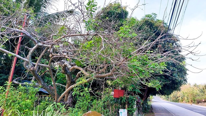 02-philippinen-forum-fruechte-singuelas-01