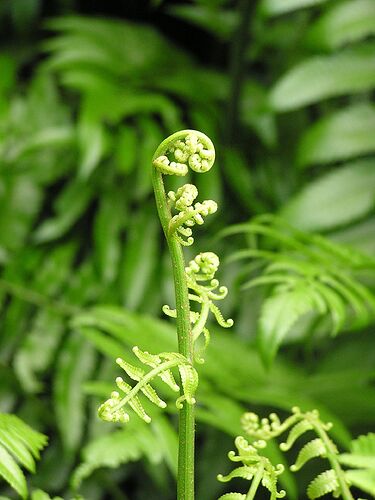 17-philippinen-forum-gemuese-pako-01