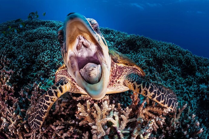 tubbataha-reef-philippines06