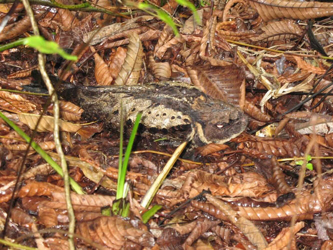 nightjar02