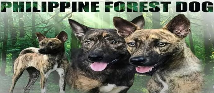 04-philippinen-forum-tiere-Asong Gubat-00