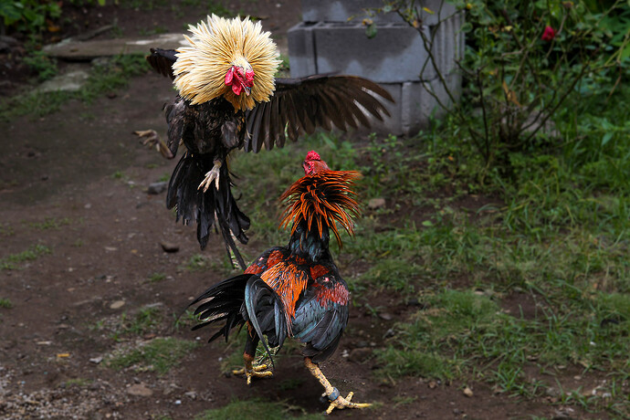 12_04_16Clamiguin000088-Bearbeitet