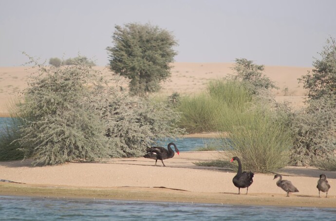 dubai-al-qudra-lakes-01