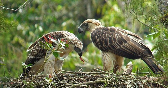 24-philippinen-forum-tiere-philippine-eagle-04