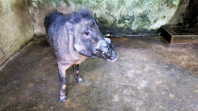 28-philippinen-forum-wildschweine-02