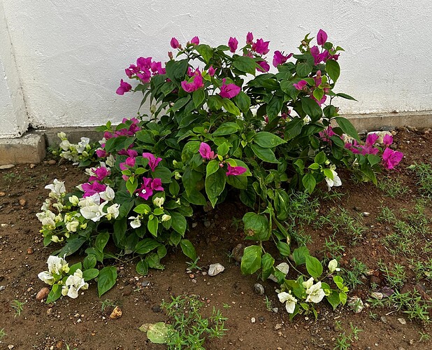 Bougainvillea