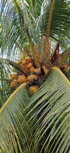 250511-Makato Golden Coconut_001
