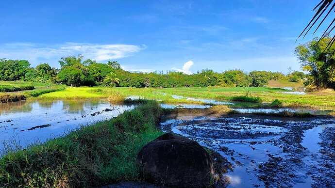 01-philippinen-forum-unterwegs-negros-reisfelder-06