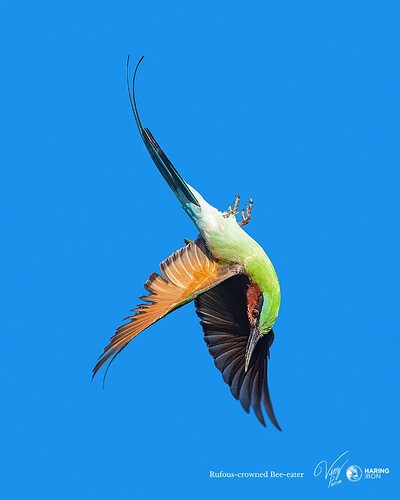 The-Fall-Rufous-crowned-Bee-eater-by-Vinz-Pascua