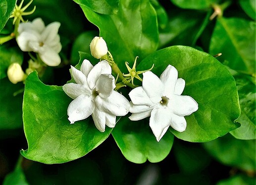Sampaguita