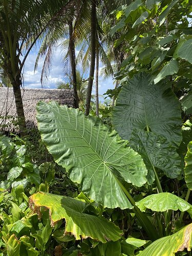 A4DE05BB-1F6D-4A47-B6DC-5DA1DA403EF0