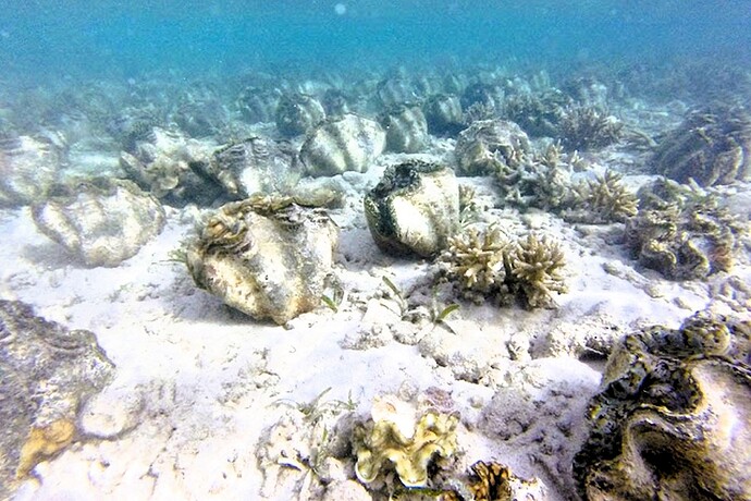 18-philippinen-forum-tiere-riesenmuscheln-02