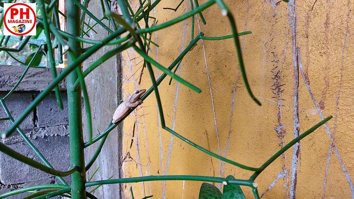 25-philippinen-forum-tierwelt-frosch-03