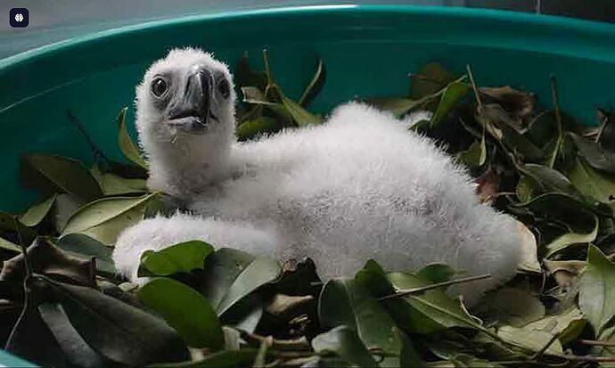 24-philippinen-forum-tiere-philippine-eagle-03