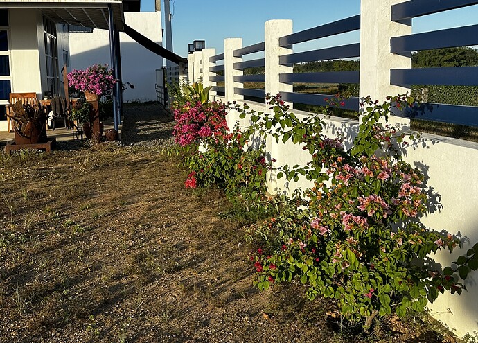 der Garten wächst...