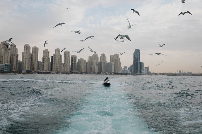 dubai-boat-birds