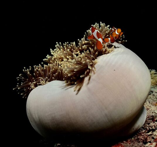 Apo-Reef-01-1024x954