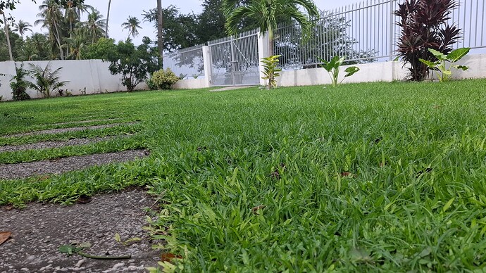 20-philippinen-forum-antwort-grassamen-02