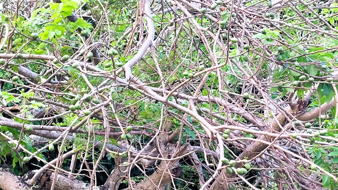 02-philippinen-forum-fruechte-singuelas-03