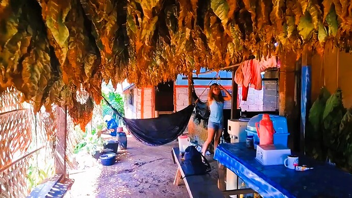 12-philippinen-forum-video-unterwegs-mindanao-tobacco-03