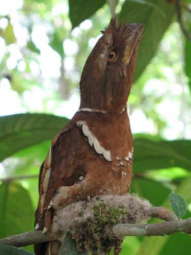 frogmouth01.JPG