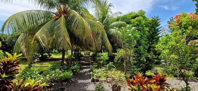 250511-Makato Golden Coconut_002