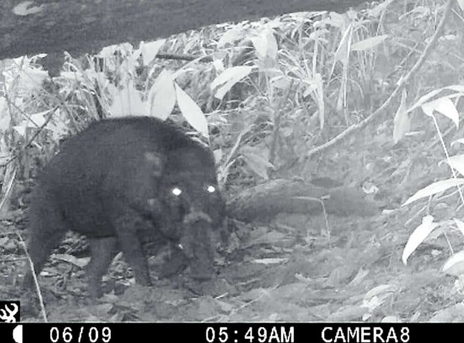 warty pig philippines01